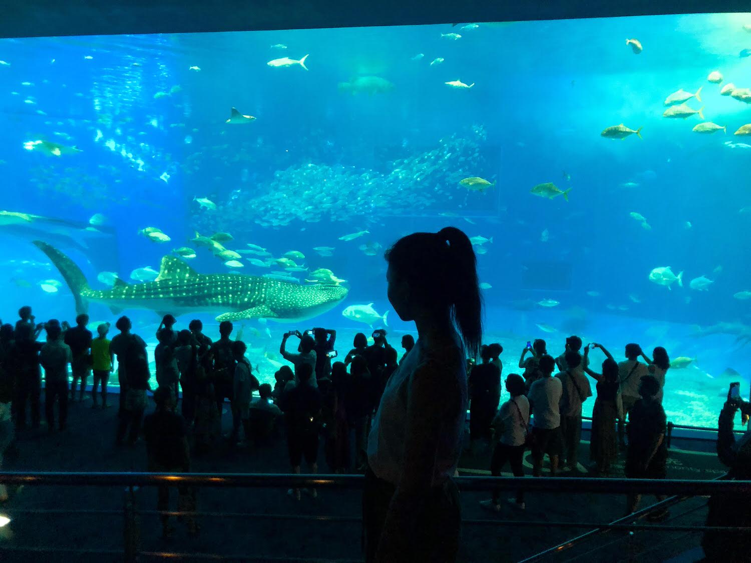 沖繩美麗海水族館