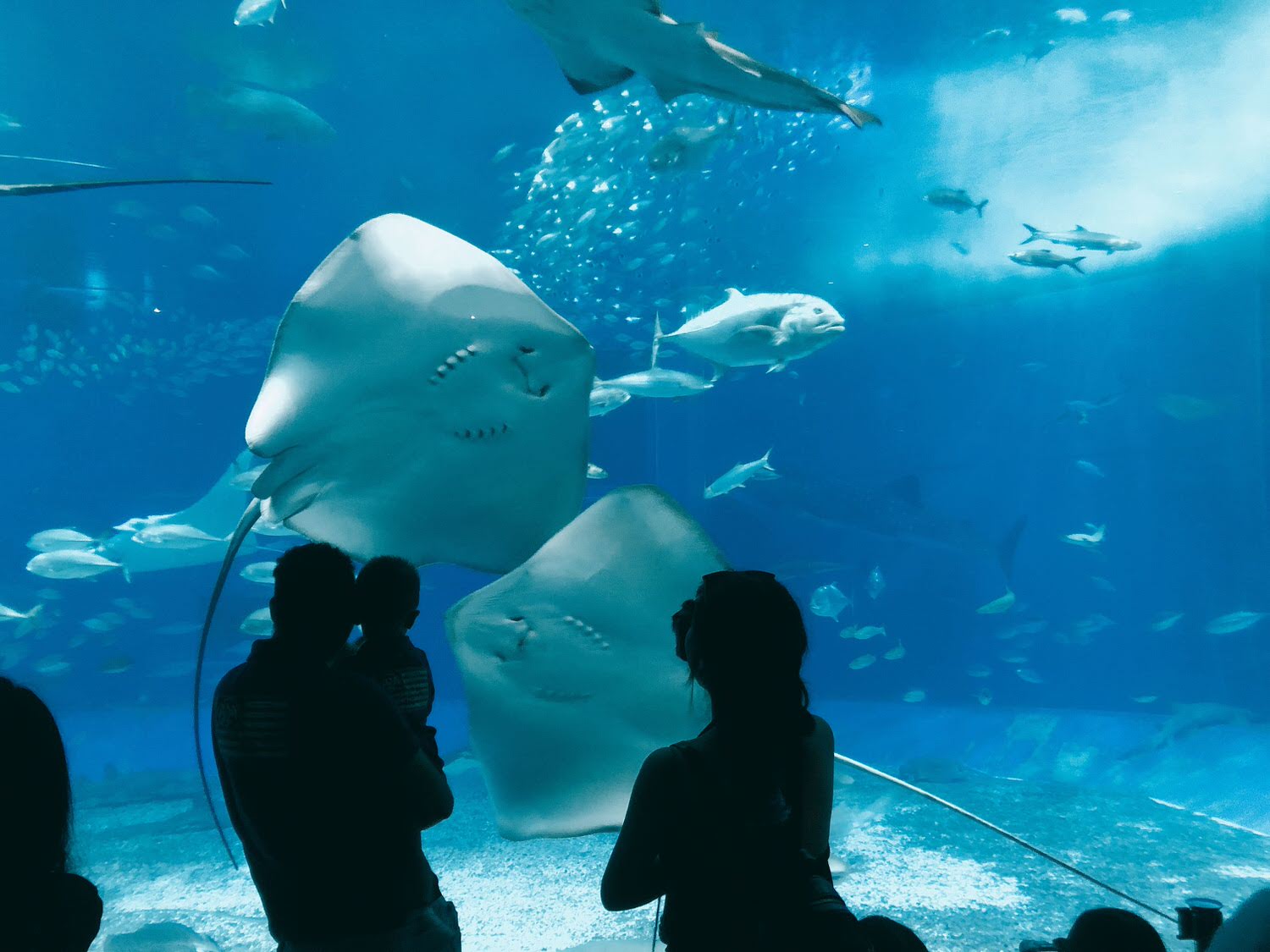 沖繩美麗海水族館