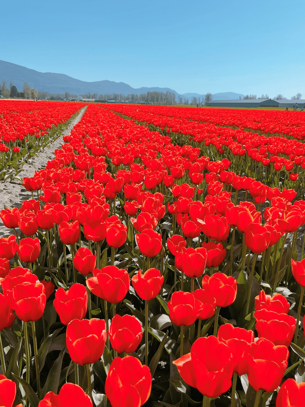 【2025季節限定 溫哥華鬱金香節】Harrison Tulip Festival (原Chilliwack Tulip Festival) - 第3張圖 Chilliwack Tulips Festival
2023年溫哥華鬱金香節