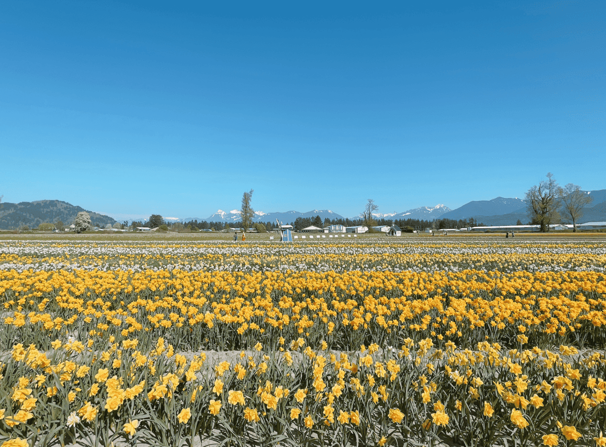【2025季節限定 溫哥華鬱金香節】Harrison Tulip Festival (原Chilliwack Tulip Festival) - 第2張圖 Chilliwack Tulips Festival
2024年溫哥華鬱金香節