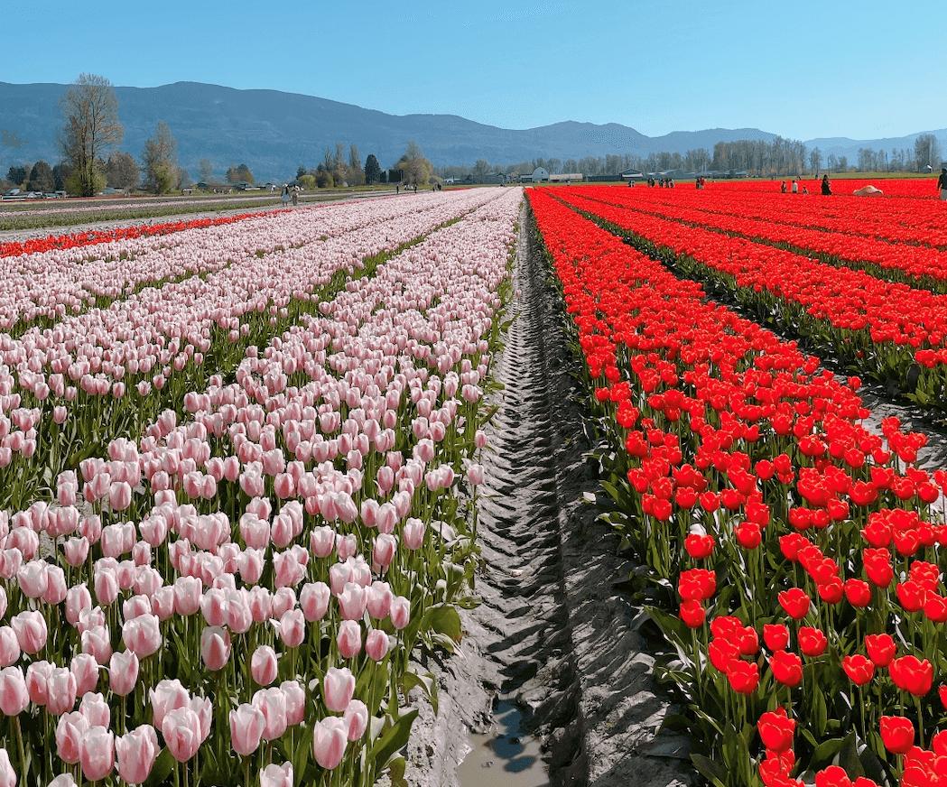 【2025季節限定 溫哥華鬱金香節】Harrison Tulip Festival (原Chilliwack Tulip Festival) - 第1張圖 Chilliwack Tulips Festival
2024年溫哥華鬱金香節