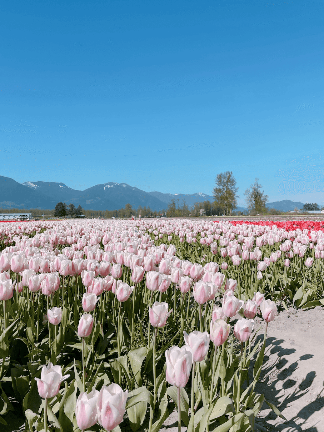 【2025季節限定 溫哥華鬱金香節】Harrison Tulip Festival (原Chilliwack Tulip Festival) - 第4張圖 Chilliwack Tulips Festival
2024年溫哥華鬱金香節