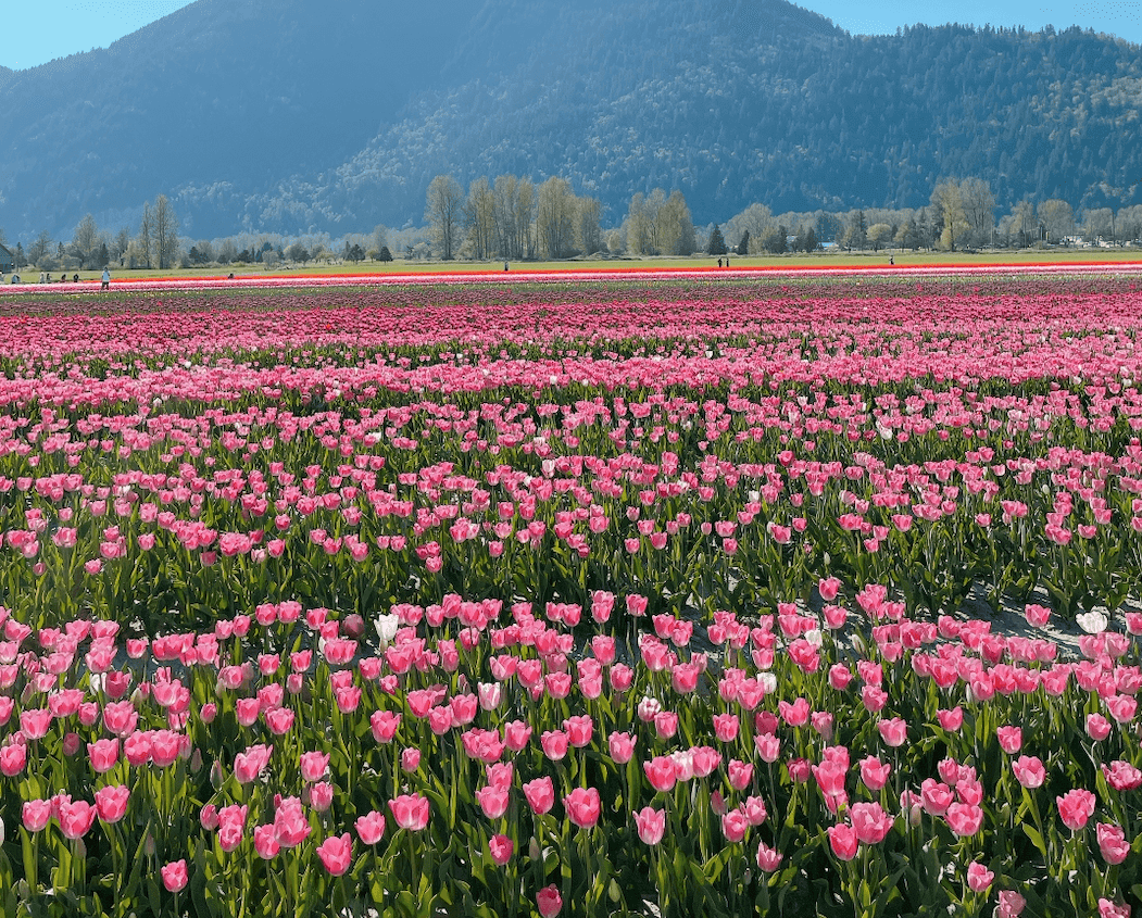 【2025季節限定 溫哥華鬱金香節】Harrison Tulip Festival (原Chilliwack Tulip Festival) - 第5張圖 Chilliwack Tulips Festival
溫哥華鬱金香節