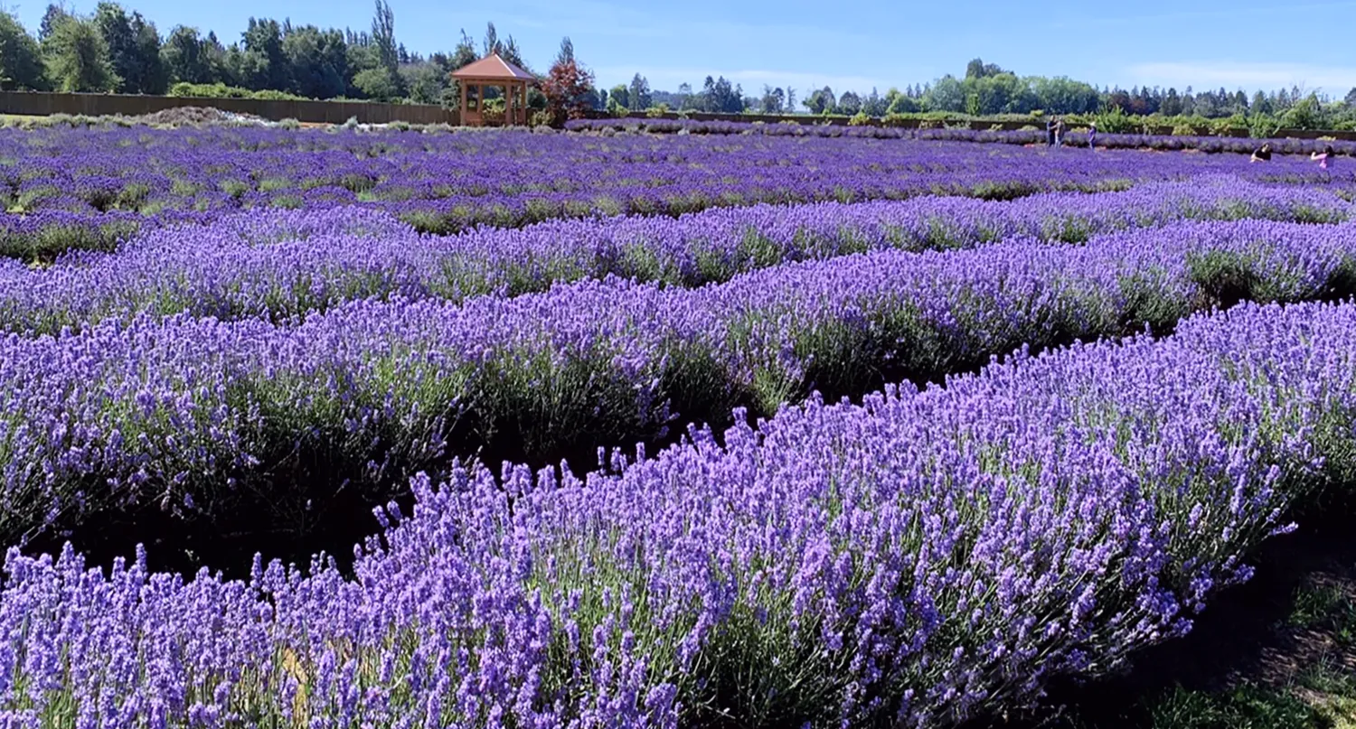 【溫哥華夏季限定景點】2025列治文薰衣草園 Richmond Lavenderland - 第1張圖