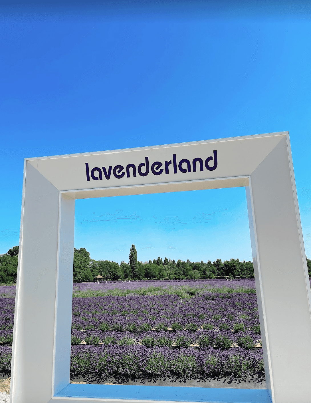 【溫哥華夏季限定景點】2025列治文薰衣草園 Richmond Lavenderland - 第5張圖 Richmond Lavenderland 2023薰衣草