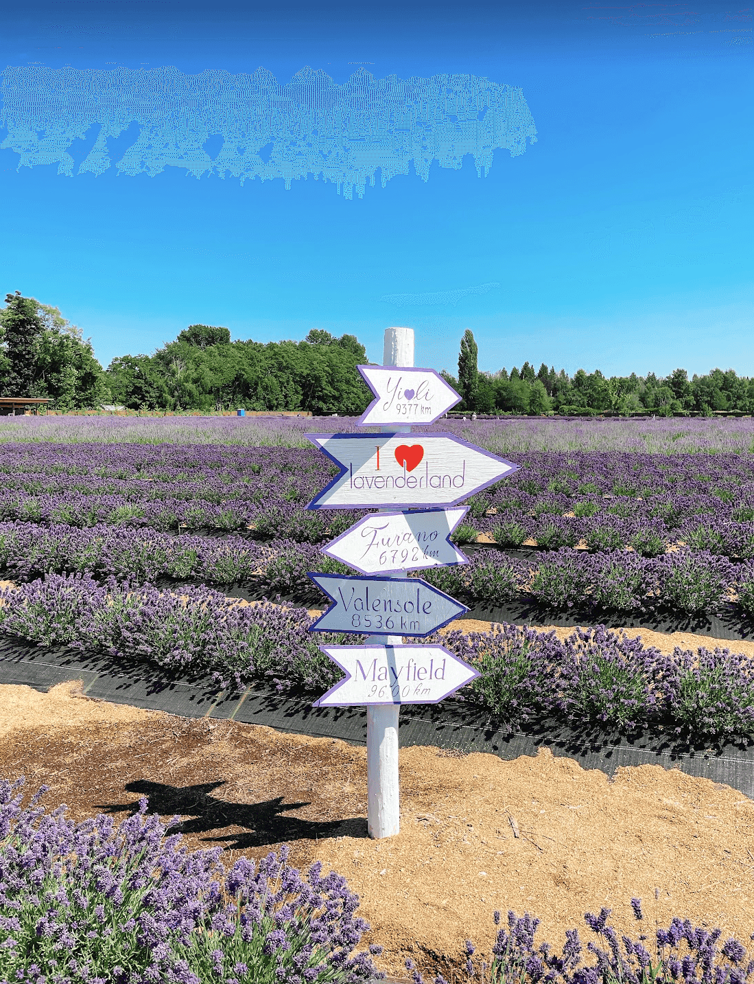 【溫哥華夏季限定景點】2025列治文薰衣草園 Richmond Lavenderland - 第6張圖 Richmond Lavenderland 2023薰衣草