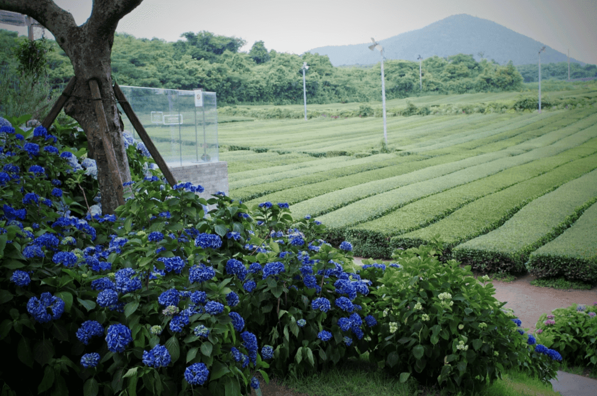 綠茶博物館Osulloc 오설록티뮤지엄