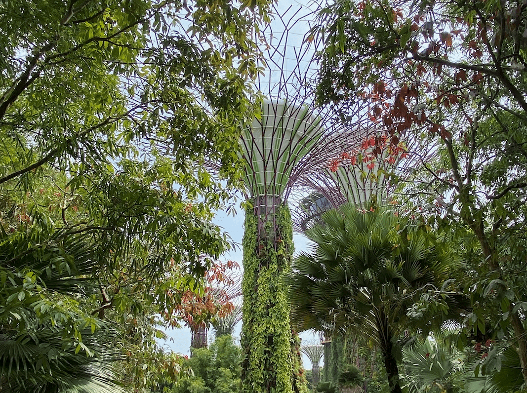 濱海灣花園 Gardens by the Bay
天空樹(Super Tree Grove)