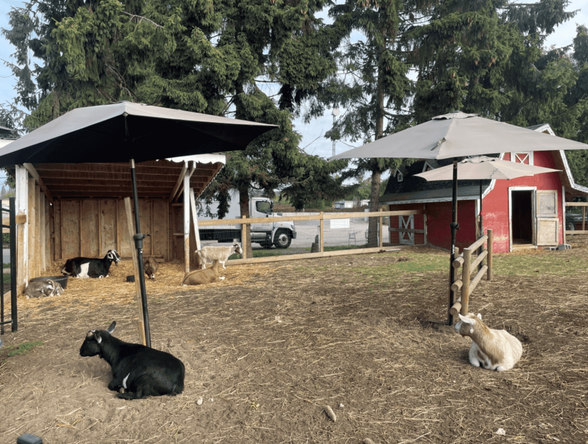 【溫哥華南瓜園Pumpkin Patch】2024秋季限定 Richmond Country Farms - 第6張圖 溫哥華2023秋季限定南瓜園
Richmond Country Farms Pumpkin Patch