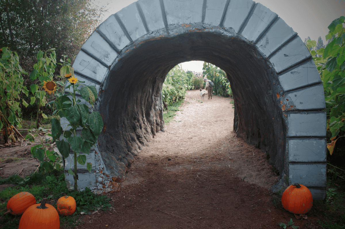 【溫哥華南瓜園Pumpkin Patch】2024秋季限定 Richmond Country Farms - 第16張圖 溫哥華2023秋季限定南瓜園
Richmond Country Farms Pumpkin Patch