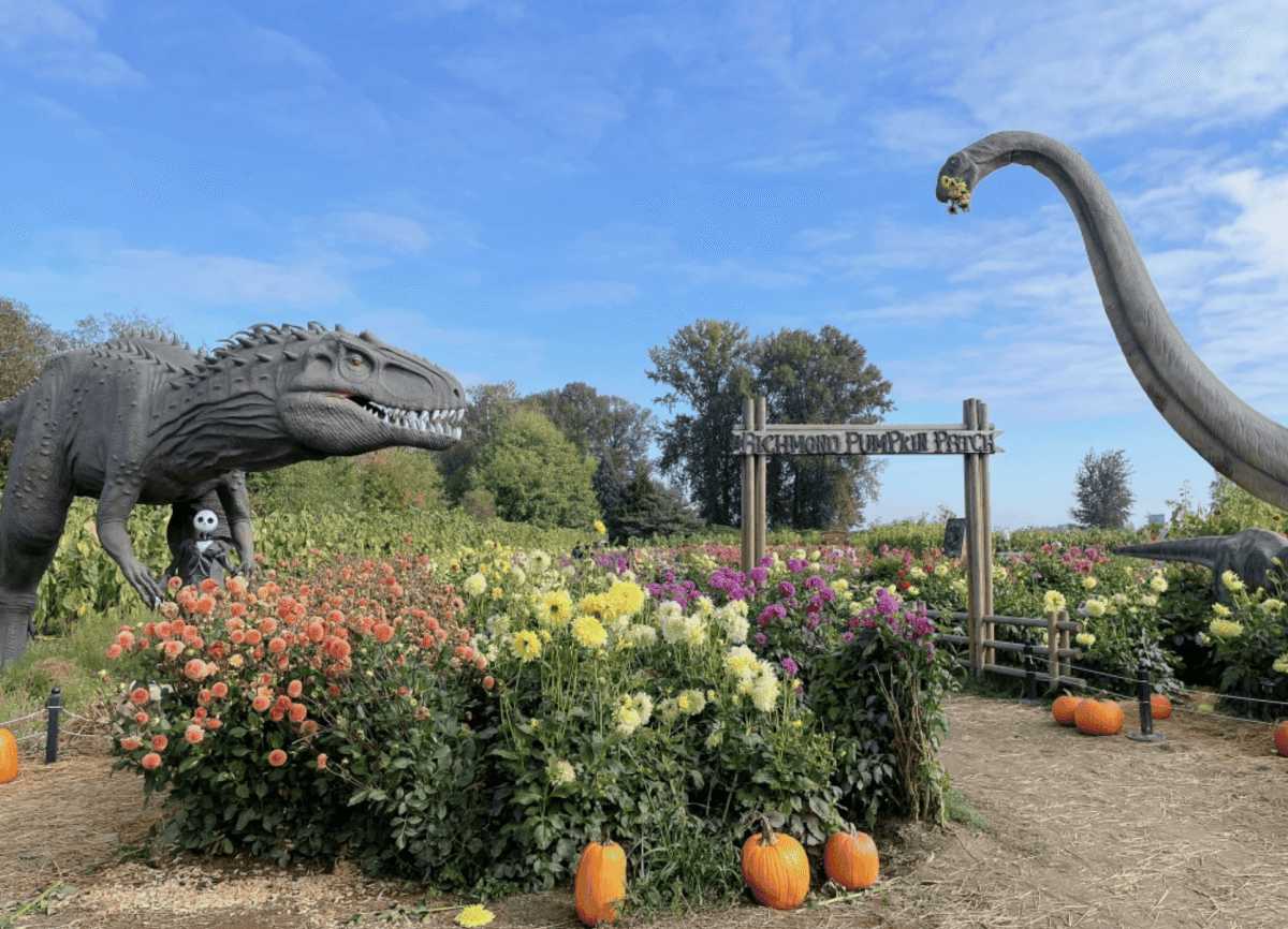 【溫哥華南瓜園Pumpkin Patch】2024秋季限定 Richmond Country Farms - 第14張圖 溫哥華2023秋季限定南瓜園
Richmond Country Farms Pumpkin Patch