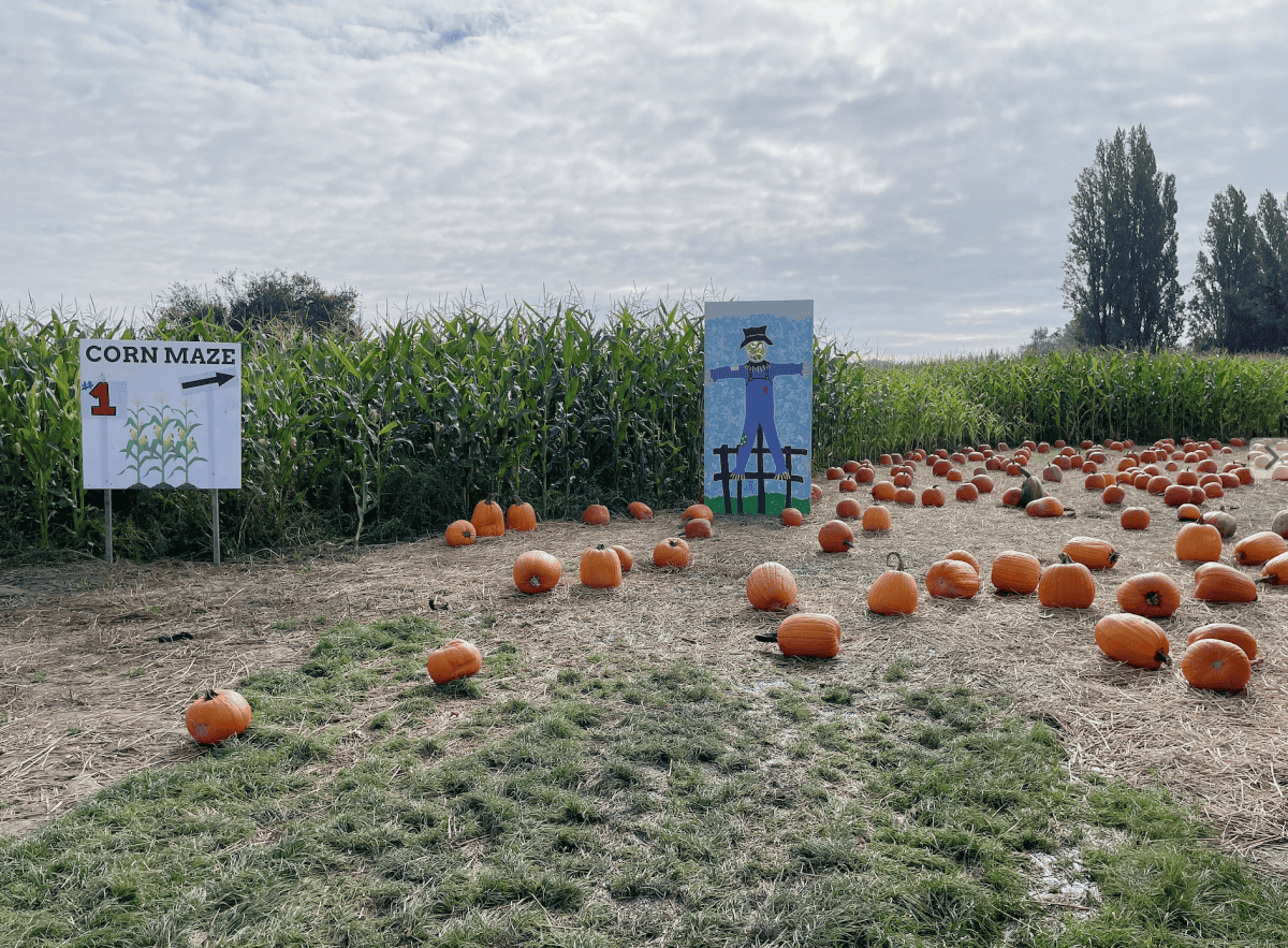 【溫哥華南瓜園Pumpkin Patch】2024秋季限定 Richmond Country Farms - 第12張圖 溫哥華2023秋季限定南瓜園
Richmond Country Farms Pumpkin Patch