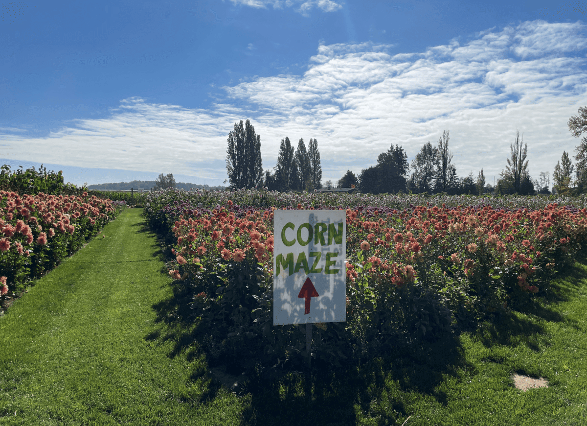 【溫哥華南瓜園Pumpkin Patch】2024秋季限定 Richmond Country Farms - 第13張圖 溫哥華2023秋季限定南瓜園
Richmond Country Farms Pumpkin Patch