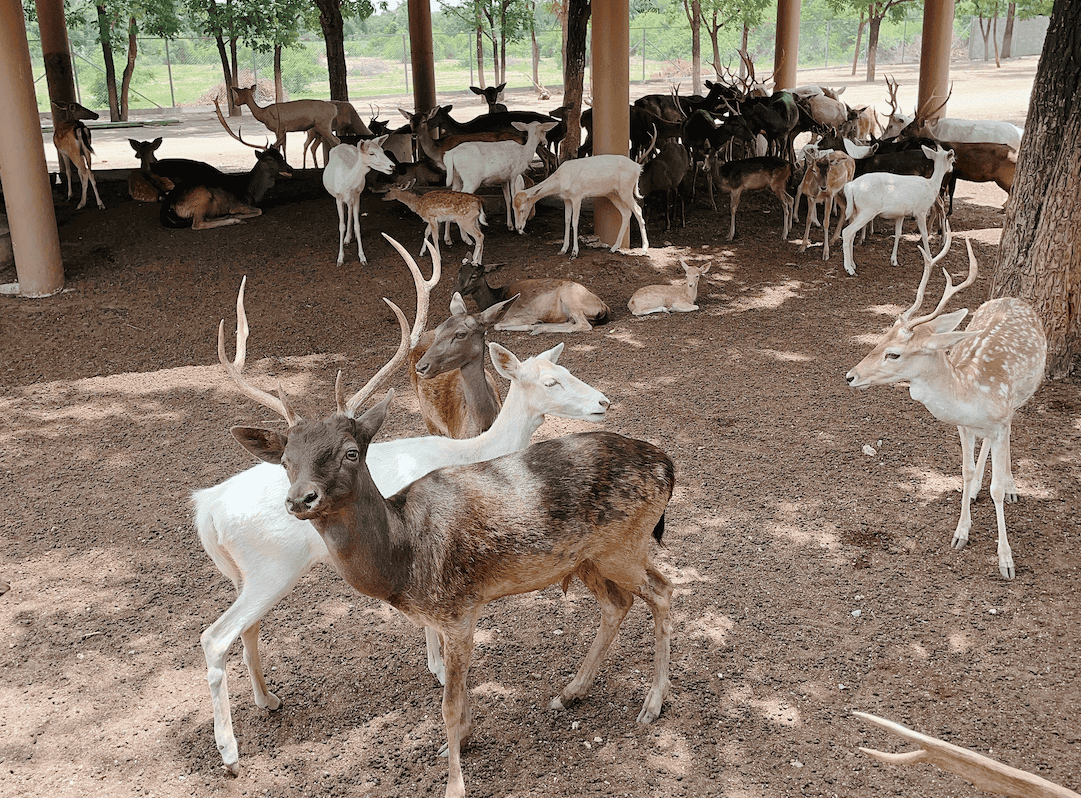 曼谷近郊景點
北碧府野生動物園Safari Park  Kanchanaburi 
吉普車拍照