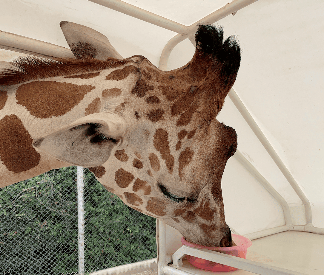 曼谷近郊景點
北碧府野生動物園Safari Park
吉普車拍照