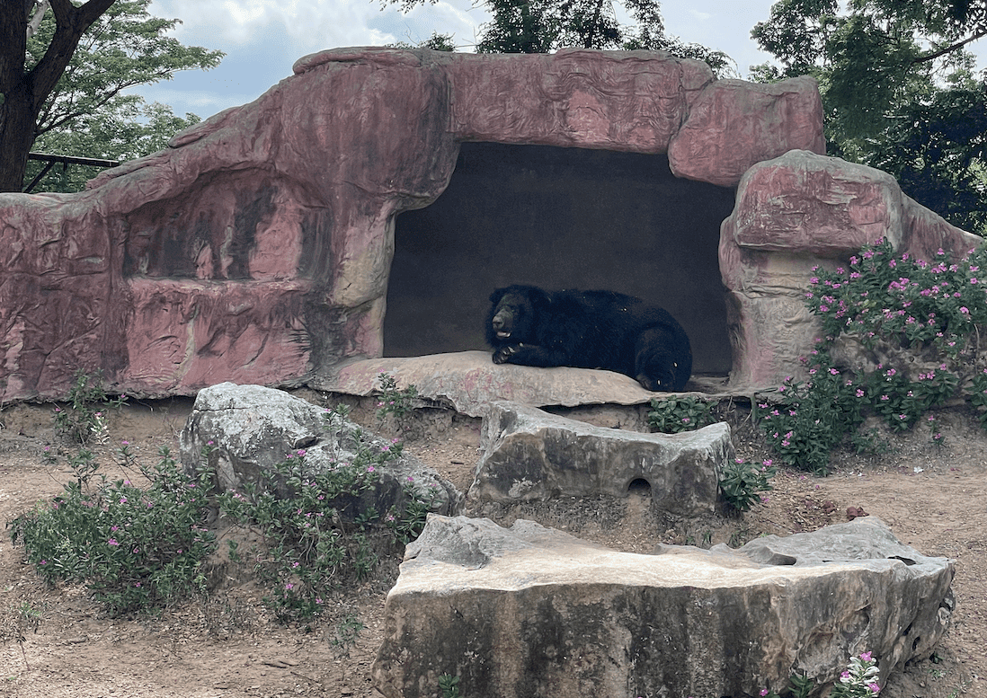 曼谷近郊景點
北碧府野生動物園Safari Park
吉普車拍照