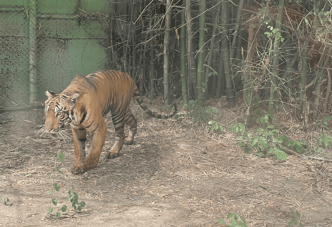 曼谷近郊景點
北碧府野生動物園Safari Park
吉普車拍照