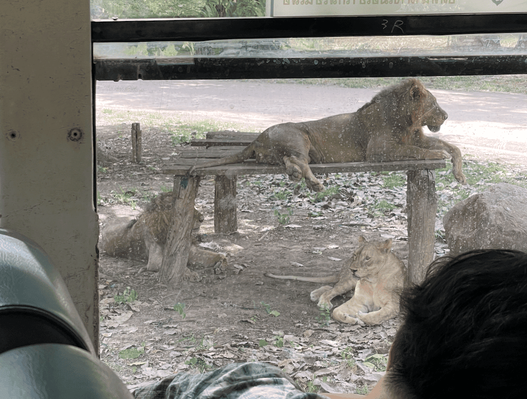 曼谷近郊景點
北碧府野生動物園Safari Park
吉普車拍照