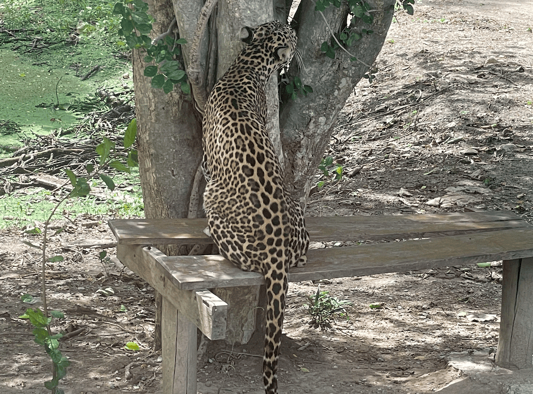 曼谷近郊景點
北碧府野生動物園Safari Park
吉普車拍照