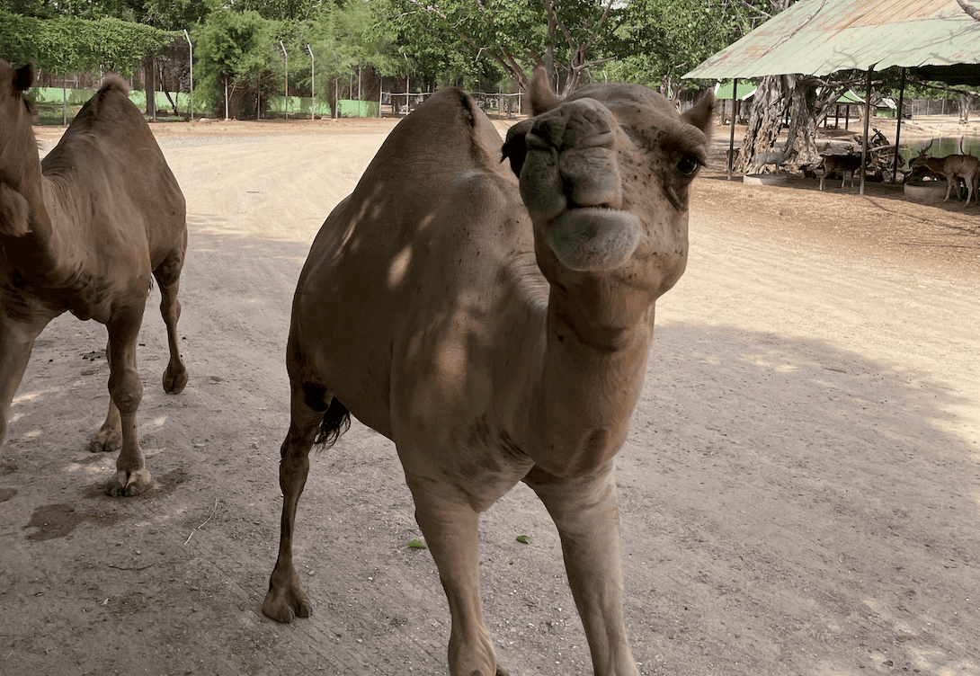曼谷近郊景點
北碧府野生動物園Safari Park
吉普車拍照
