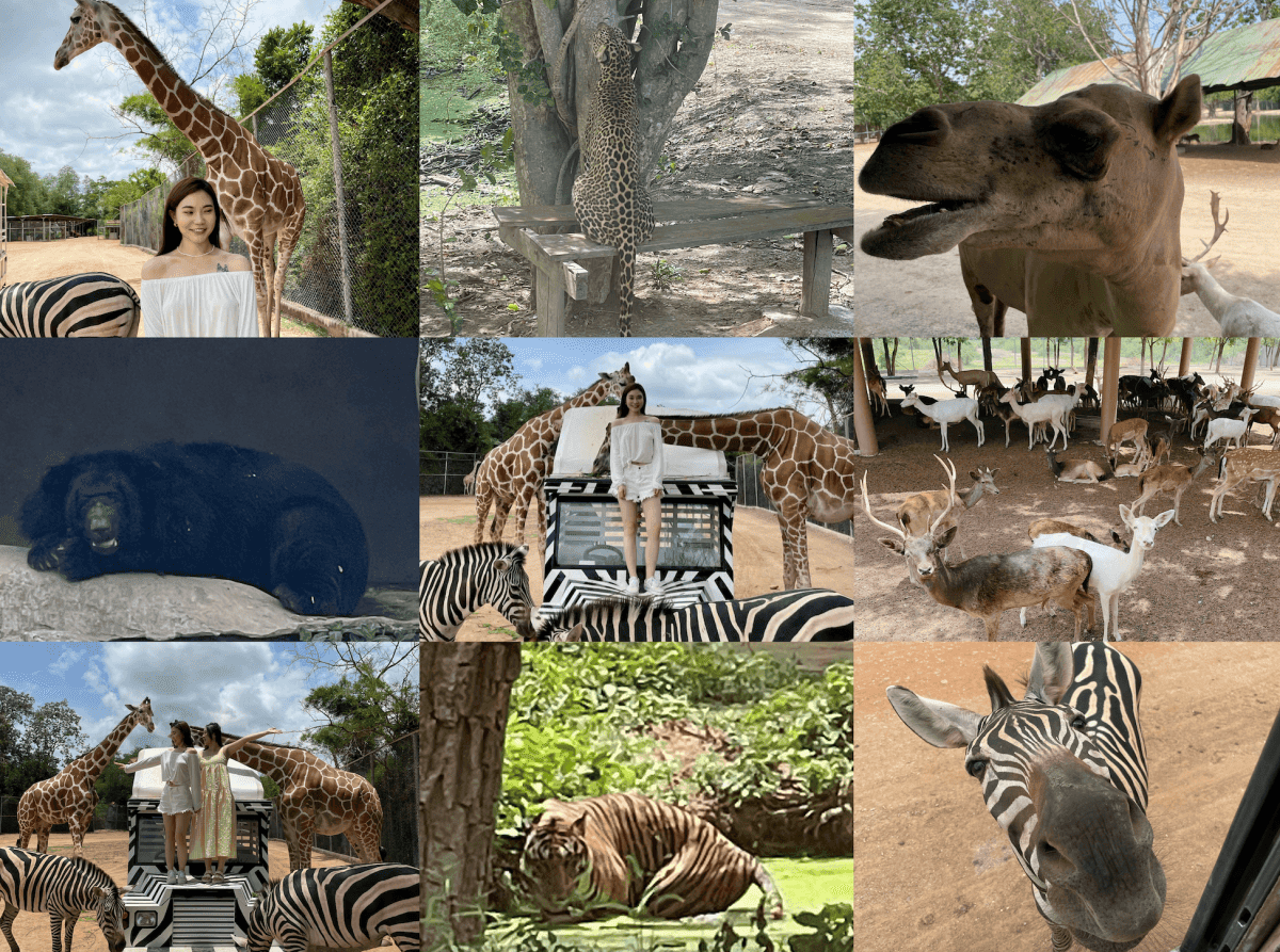 北碧府野生動物園
Safari Park  Kanchanaburi 