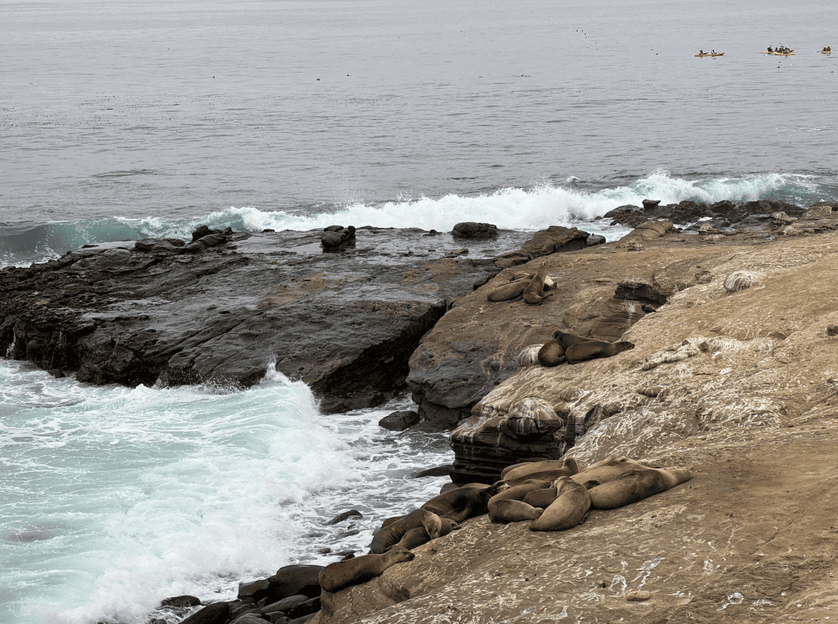 【拉荷亞海灣 La Jolla Cove】加州聖地牙哥免費景點|近距離觀賞上百隻海獅海豹/周圍必去電影全面啟動原型 - 第3張圖 聖地牙哥拉霍亞海灘 La Jolla cove