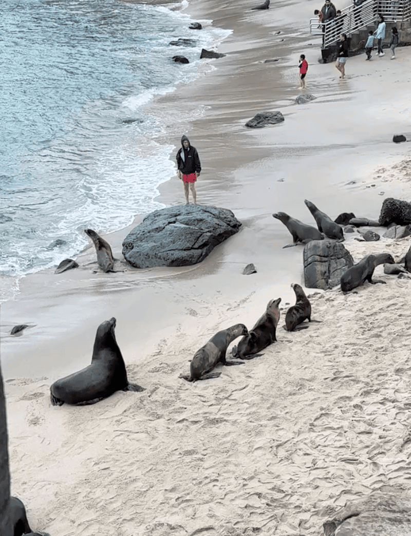 【拉荷亞海灣 La Jolla Cove】加州聖地牙哥免費景點|近距離觀賞上百隻海獅海豹/周圍必去電影全面啟動原型 - 第7張圖 聖地牙哥拉霍亞海灘 La Jolla cove