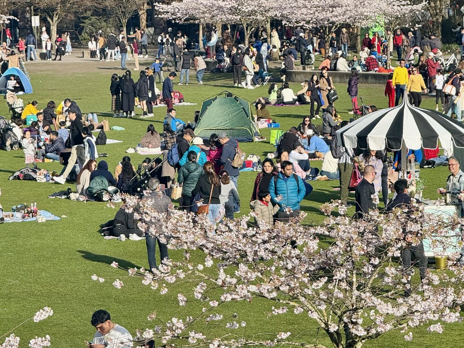 溫哥華櫻花 Vancouver Cherry Blossoms