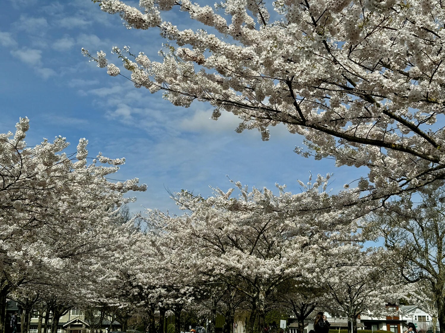 櫻花 溫哥華