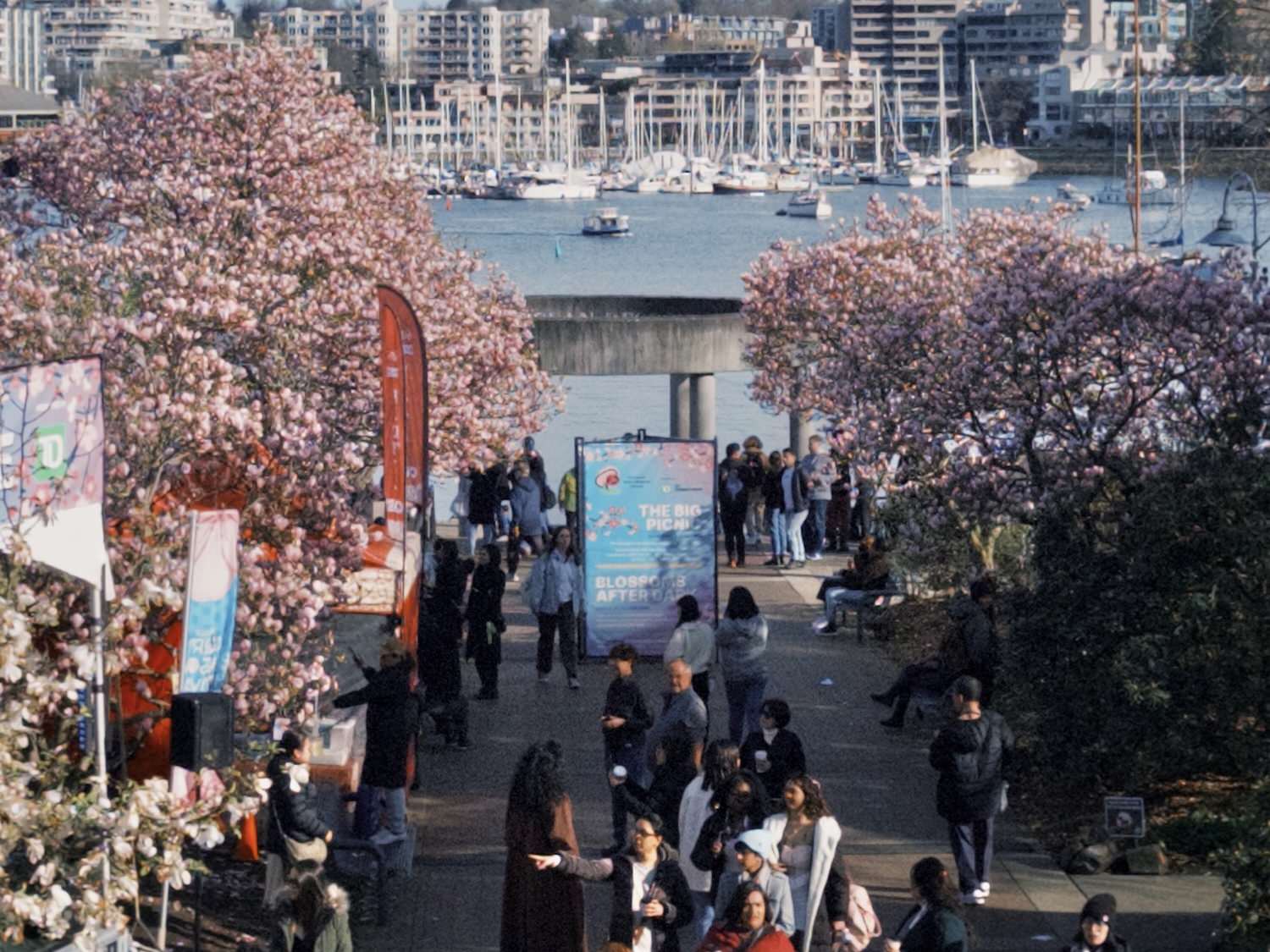 溫哥華櫻花 Vancouver Cherry Blossoms