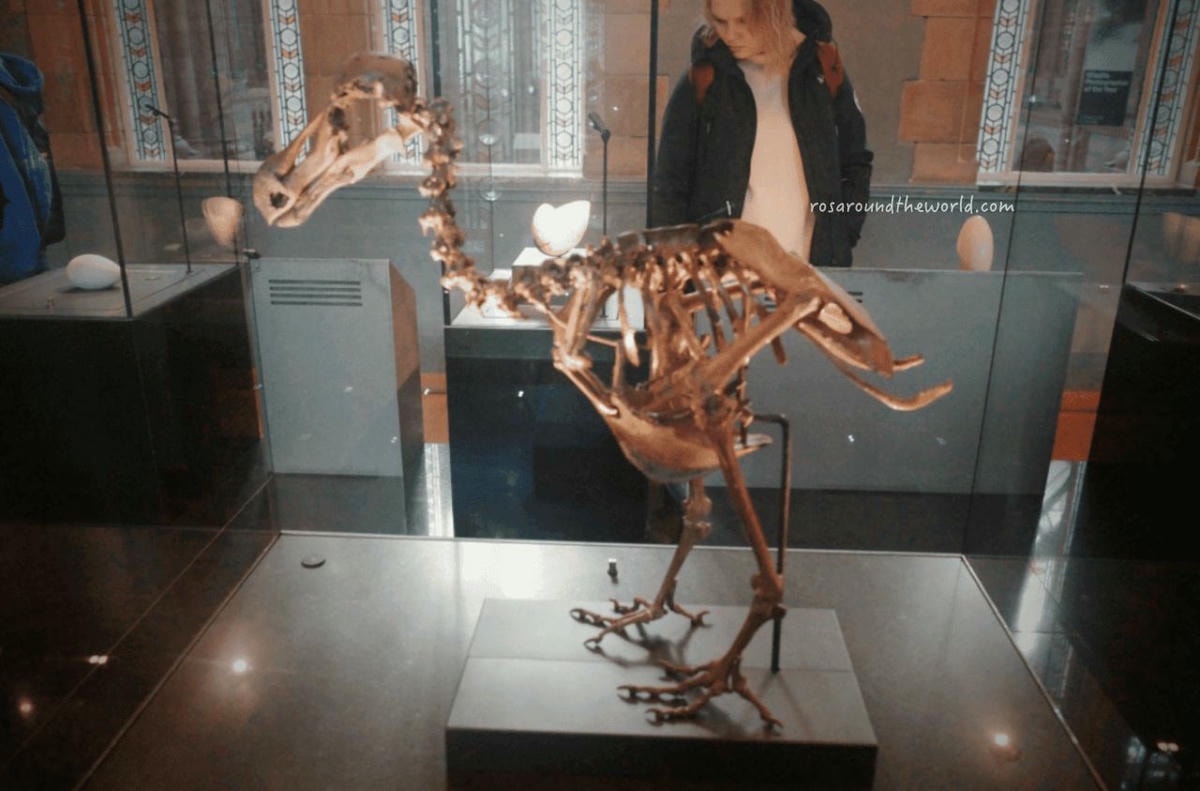 【倫敦景點】自然史博物館倫敦門票、預約、必看攻略 - 第11張圖