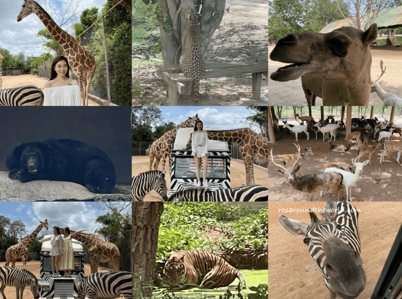 【北碧府野生動物園】長頸鹿拍照預約&一日遊攻略 - 第3張圖 【北碧府野生動物園】長頸鹿拍照預約&一日遊攻略