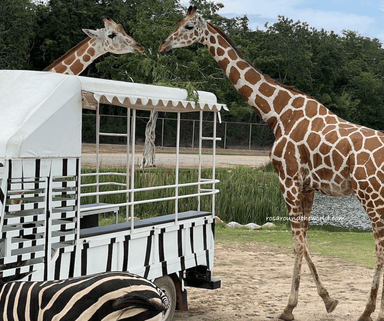 【北碧府野生動物園】長頸鹿拍照預約&一日遊攻略 - 第9張圖 【北碧府野生動物園】長頸鹿拍照預約&一日遊攻略