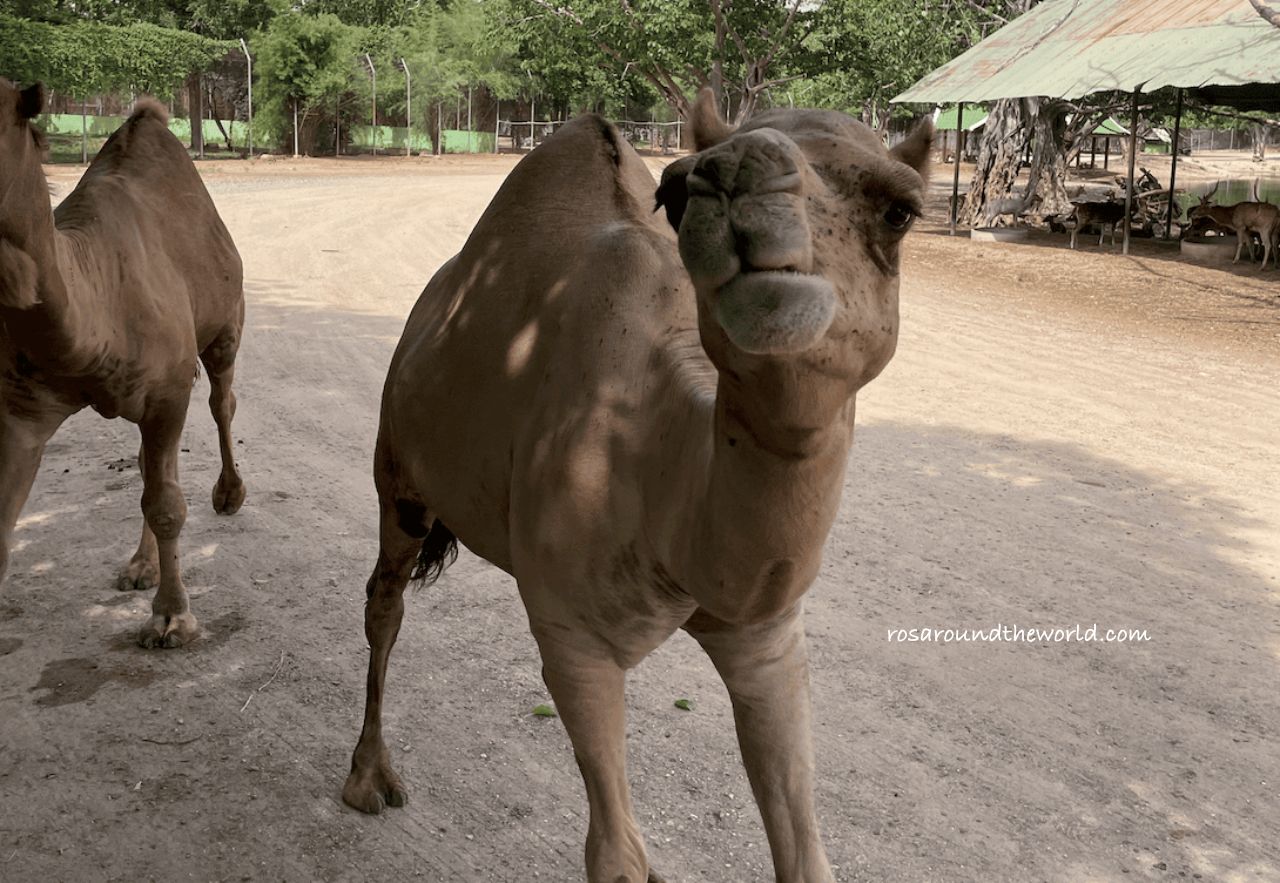 【北碧府野生動物園】長頸鹿拍照預約&一日遊攻略 - 第8張圖 【北碧府野生動物園】長頸鹿拍照預約&一日遊攻略