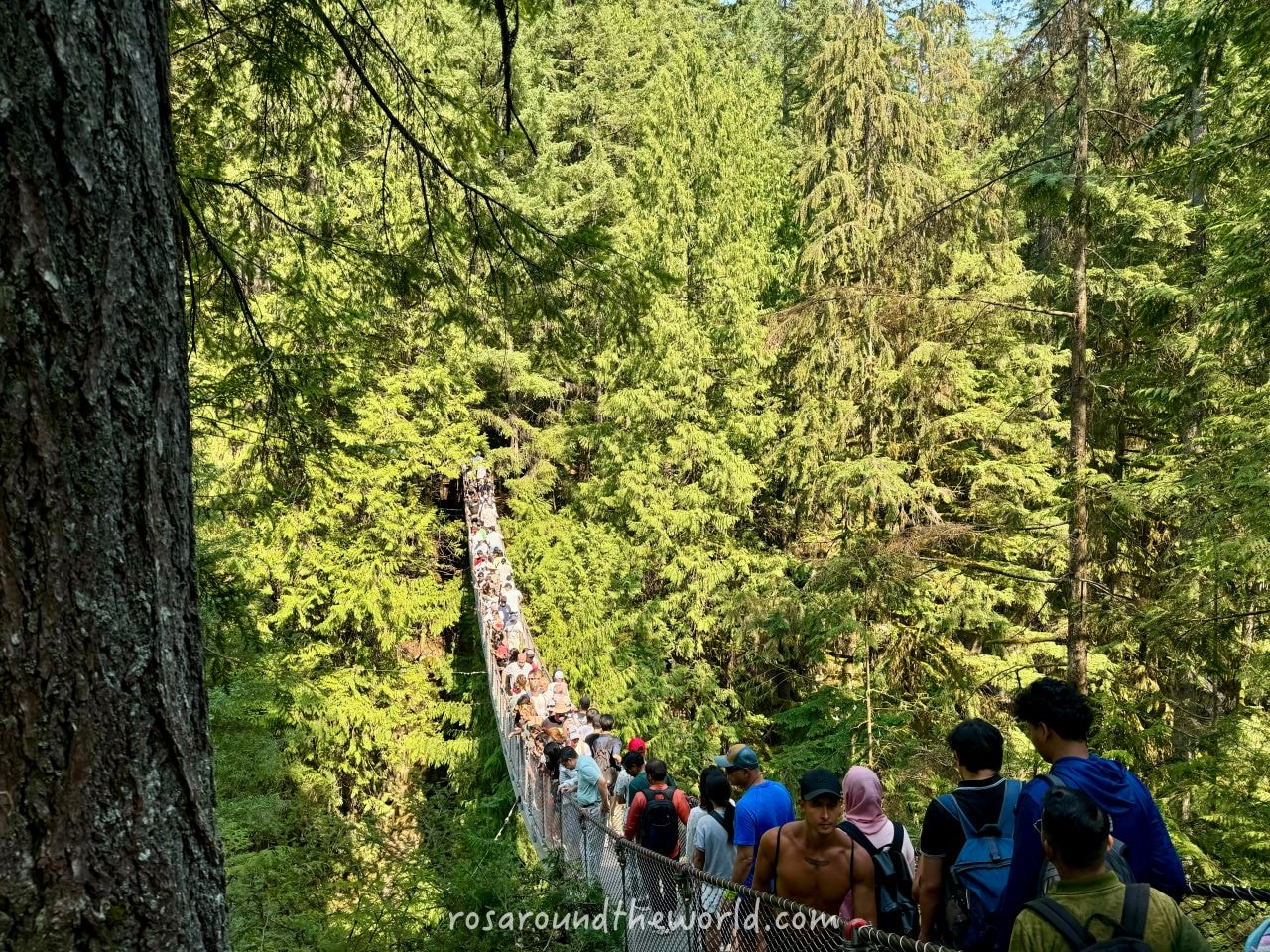 【北溫哥華景點】林恩峽谷公園Lynn Canyon Park,免費吊橋公園 - 第8張圖