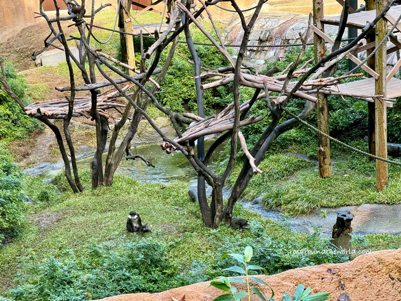 【聖地牙哥動物園攻略】San Diego Zoo地圖、遊園巴士&纜車資訊 - 第7張圖 【聖地牙哥動物園攻略】San Diego Zoo地圖、遊園巴士&纜車資訊