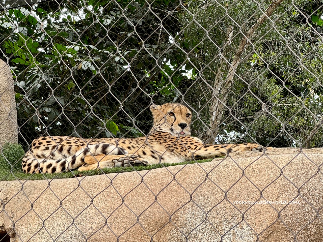 【聖地牙哥動物園攻略】San Diego Zoo地圖、遊園巴士&纜車資訊 - 第15張圖 【聖地牙哥動物園攻略】San Diego Zoo地圖、遊園巴士&纜車資訊
