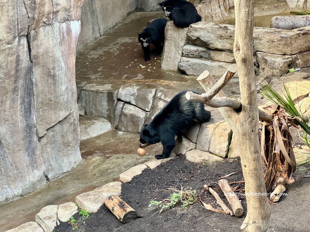 【聖地牙哥動物園攻略】San Diego Zoo地圖、遊園巴士&纜車資訊 - 第16張圖 【聖地牙哥動物園攻略】San Diego Zoo地圖、遊園巴士&纜車資訊