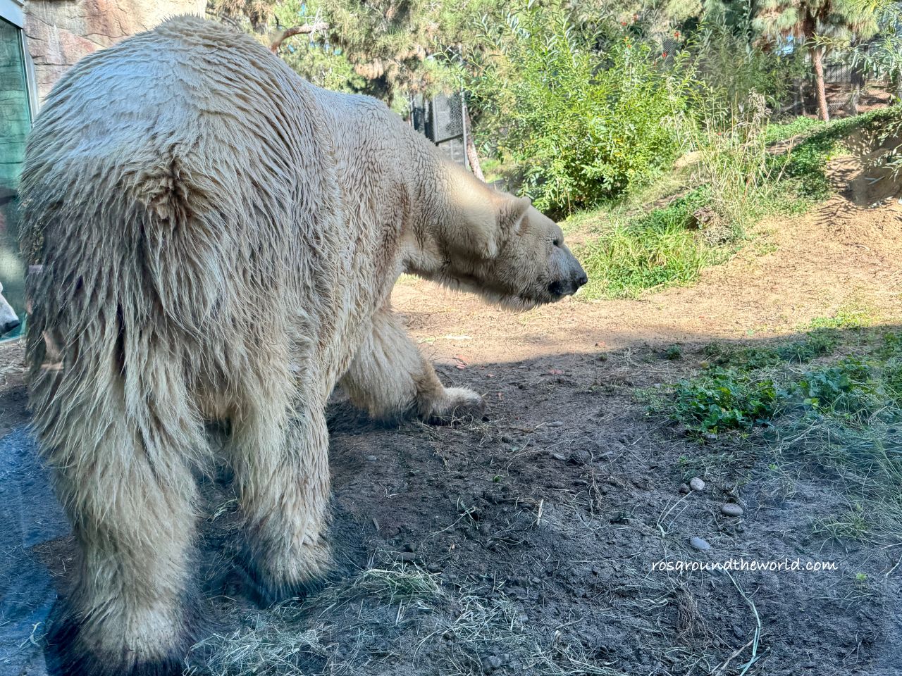【聖地牙哥動物園攻略】San Diego Zoo地圖、遊園巴士&纜車資訊 - 第18張圖 【聖地牙哥動物園攻略】San Diego Zoo地圖、遊園巴士&纜車資訊