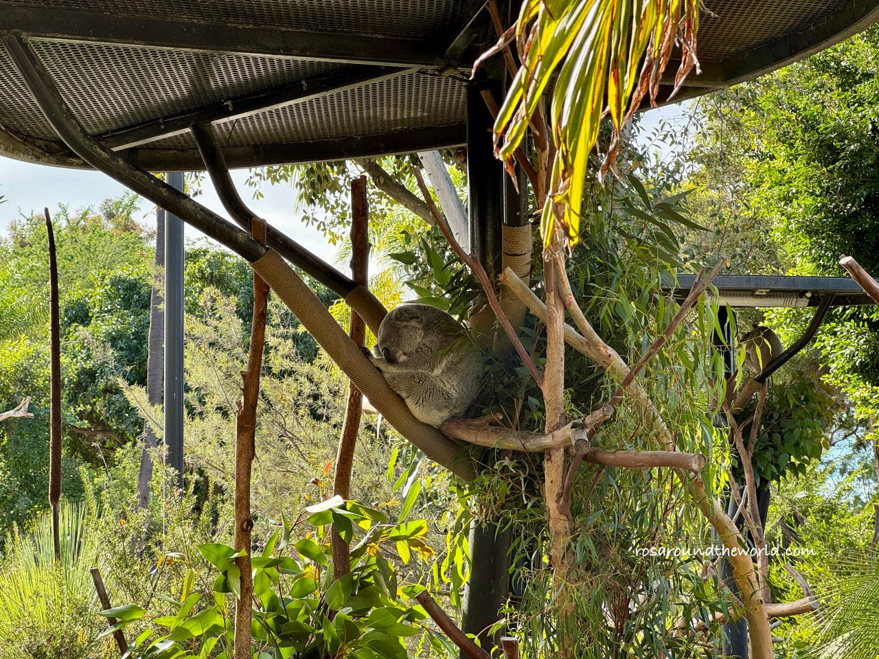 【聖地牙哥動物園攻略】San Diego Zoo地圖、遊園巴士&纜車資訊 - 第20張圖 【聖地牙哥動物園攻略】San Diego Zoo地圖、遊園巴士&纜車資訊