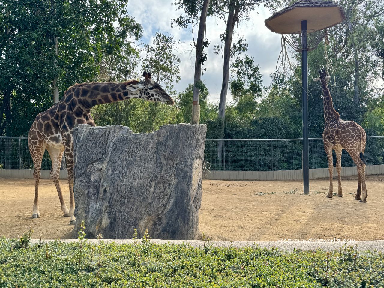 【聖地牙哥動物園攻略】San Diego Zoo地圖、遊園巴士&纜車資訊 - 第17張圖 【聖地牙哥動物園攻略】San Diego Zoo地圖、遊園巴士&纜車資訊