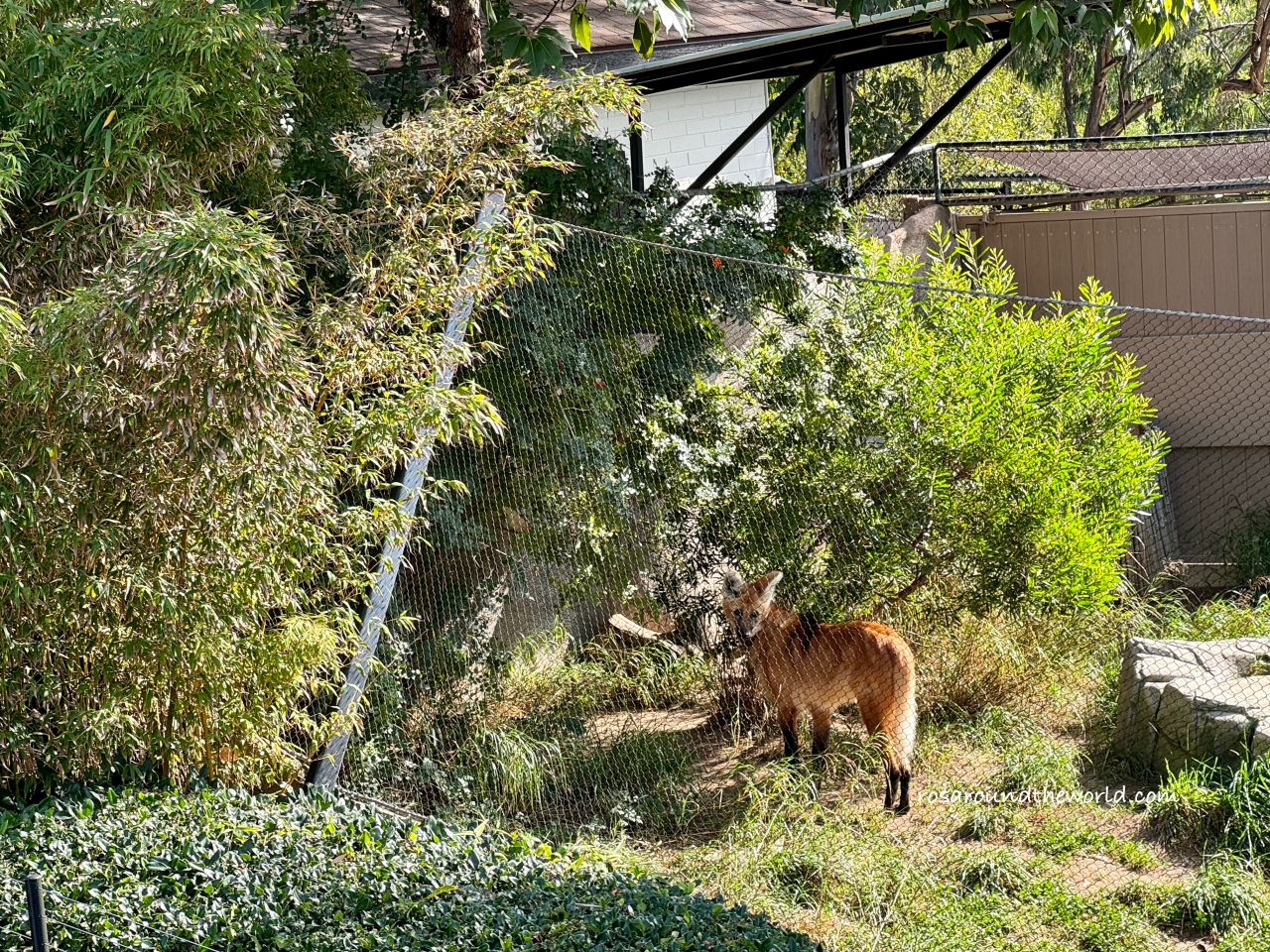 【聖地牙哥動物園攻略】San Diego Zoo地圖、遊園巴士&纜車資訊 - 第21張圖 【聖地牙哥動物園攻略】San Diego Zoo地圖、遊園巴士&纜車資訊