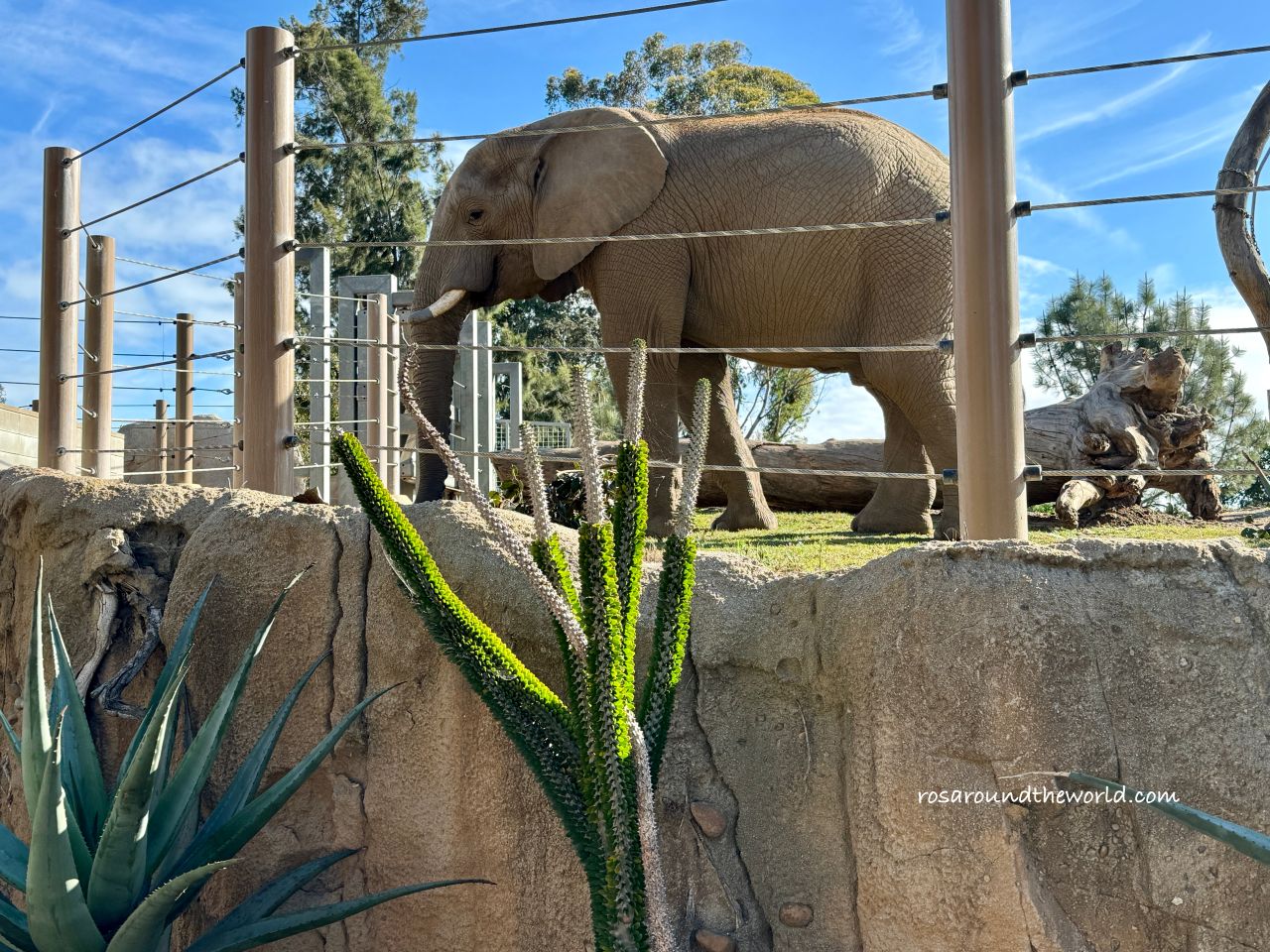 【聖地牙哥動物園攻略】San Diego Zoo地圖、遊園巴士&纜車資訊 - 第19張圖 【聖地牙哥動物園攻略】San Diego Zoo地圖、遊園巴士&纜車資訊