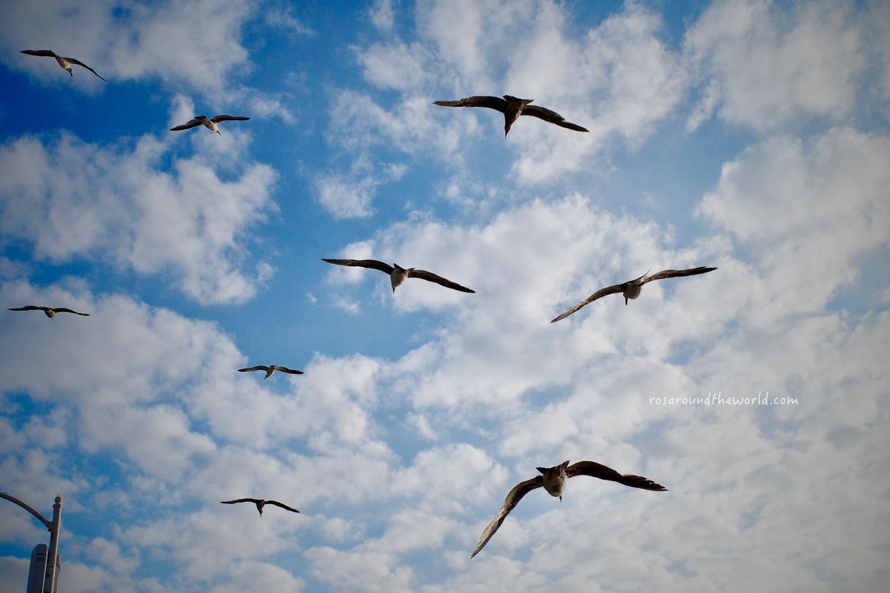 【洛杉磯Santa Monica】聖塔莫尼卡海灘、停車&景點攻略 - 第3張圖 【洛杉磯Santa Monica】聖塔莫尼卡海灘、停車&景點攻略