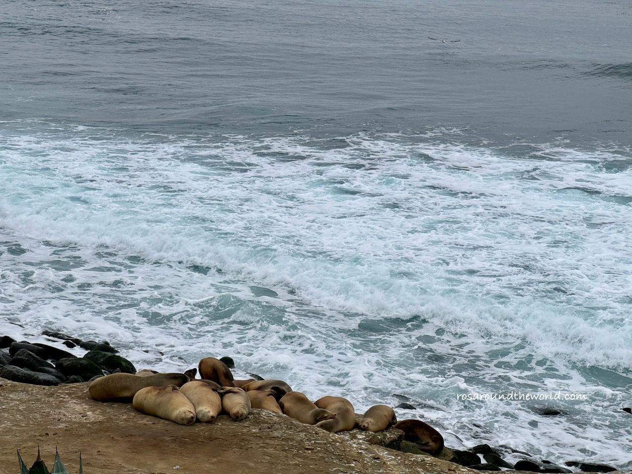 【聖地牙哥景點】拉荷亞海灣La Jolla Cove，加州看海豹免費景點