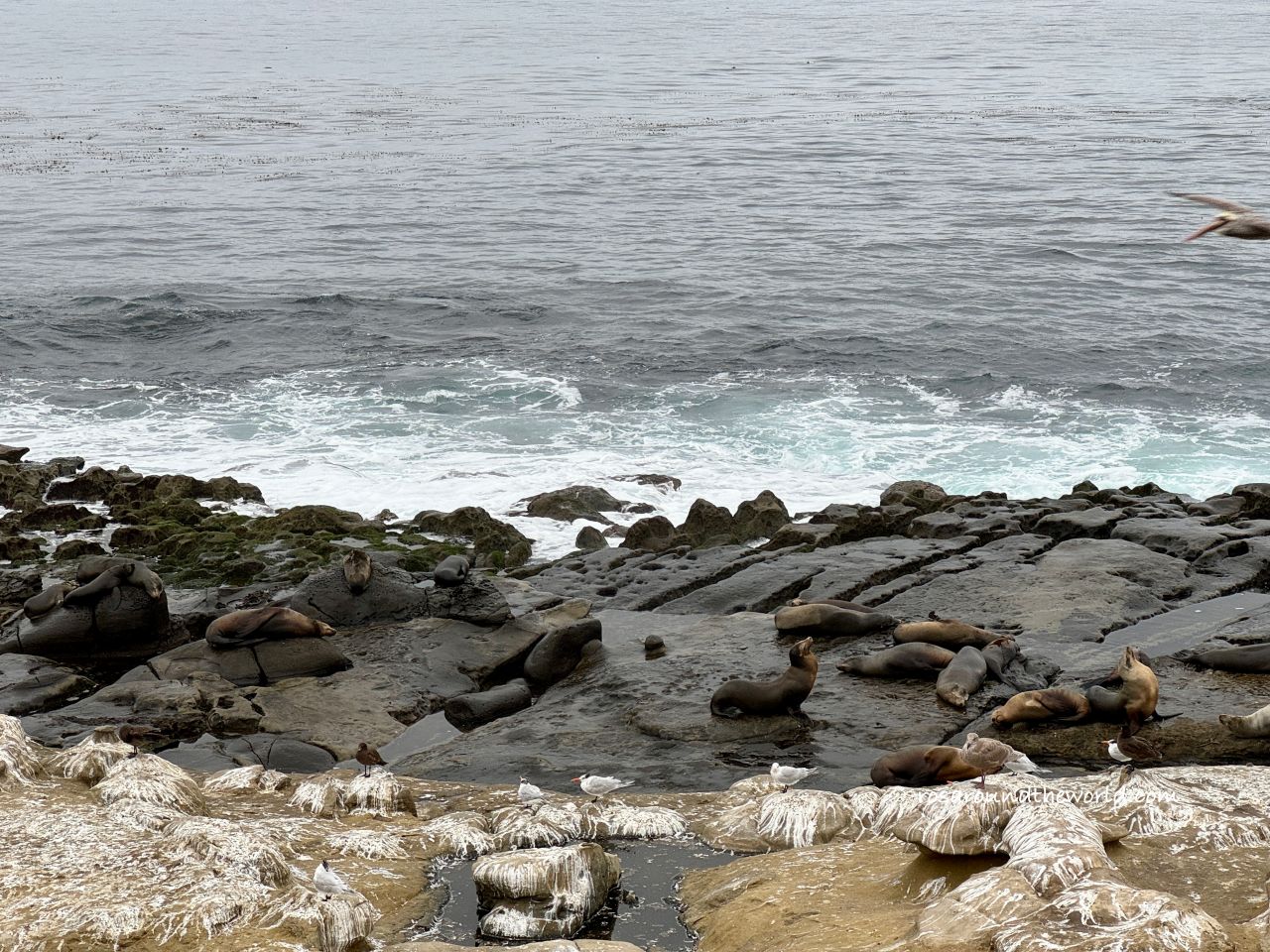【聖地牙哥景點】拉荷亞海灣La Jolla Cove，加州看海豹免費景點
