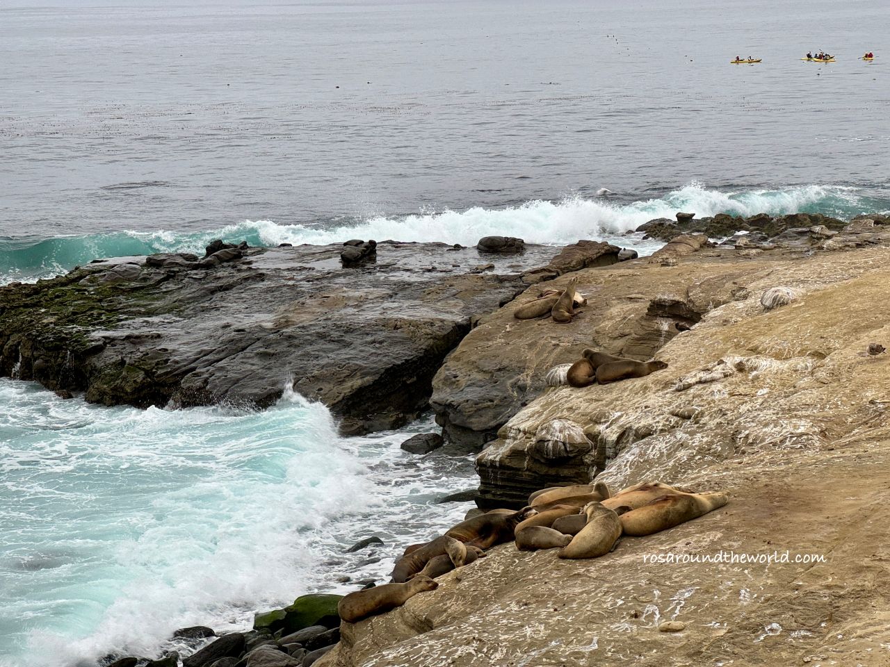 【聖地牙哥景點】拉荷亞海灣La Jolla Cove，加州看海豹免費景點