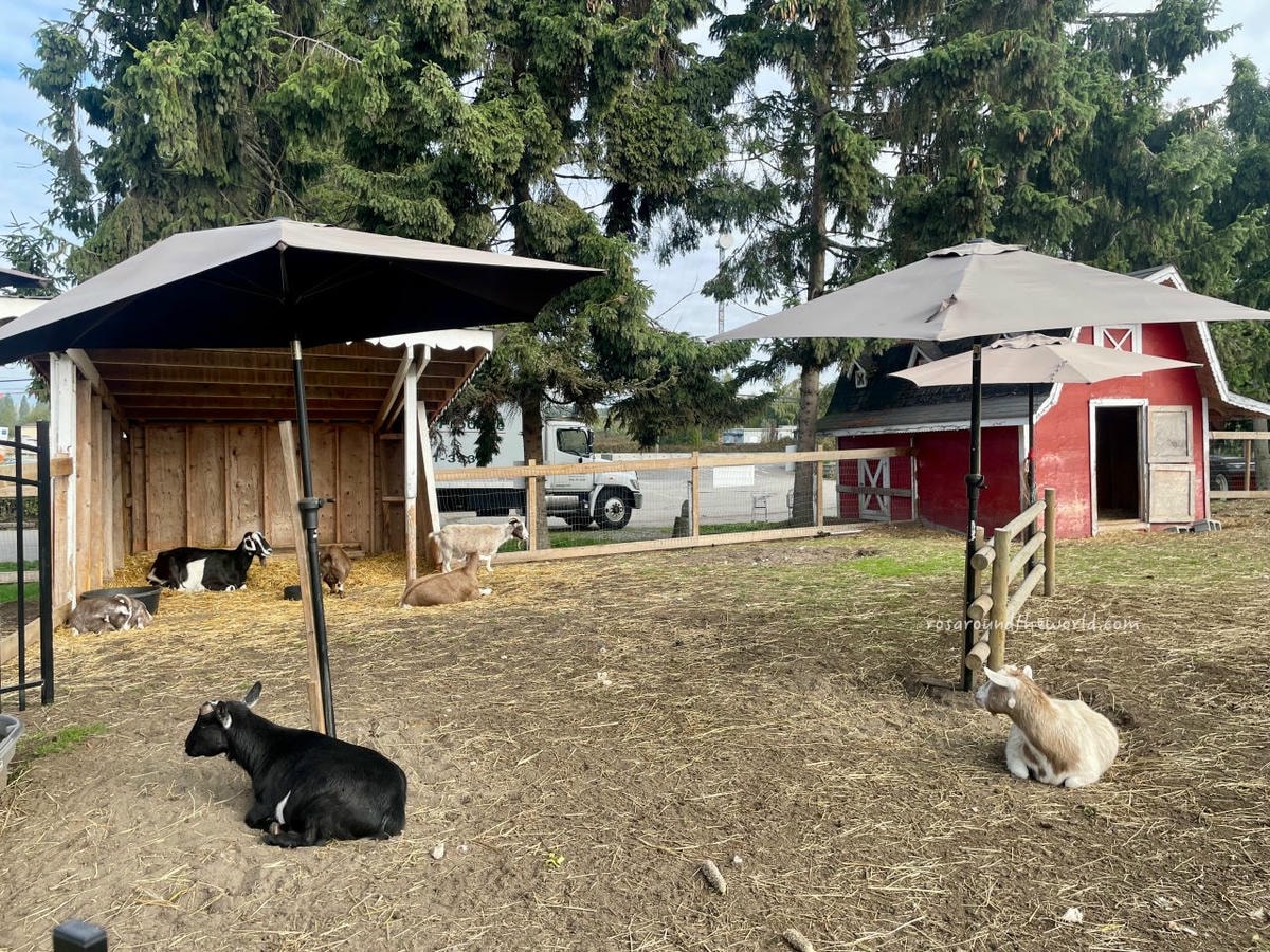 【溫哥華景點】南瓜園Pumpkin Patch半日遊,秋天親子好去處 - 第11張圖