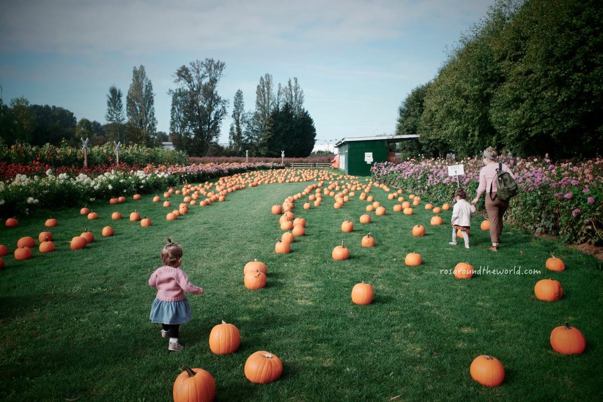 【溫哥華景點】南瓜園Pumpkin Patch半日遊,秋天親子好去處 - 第2張圖