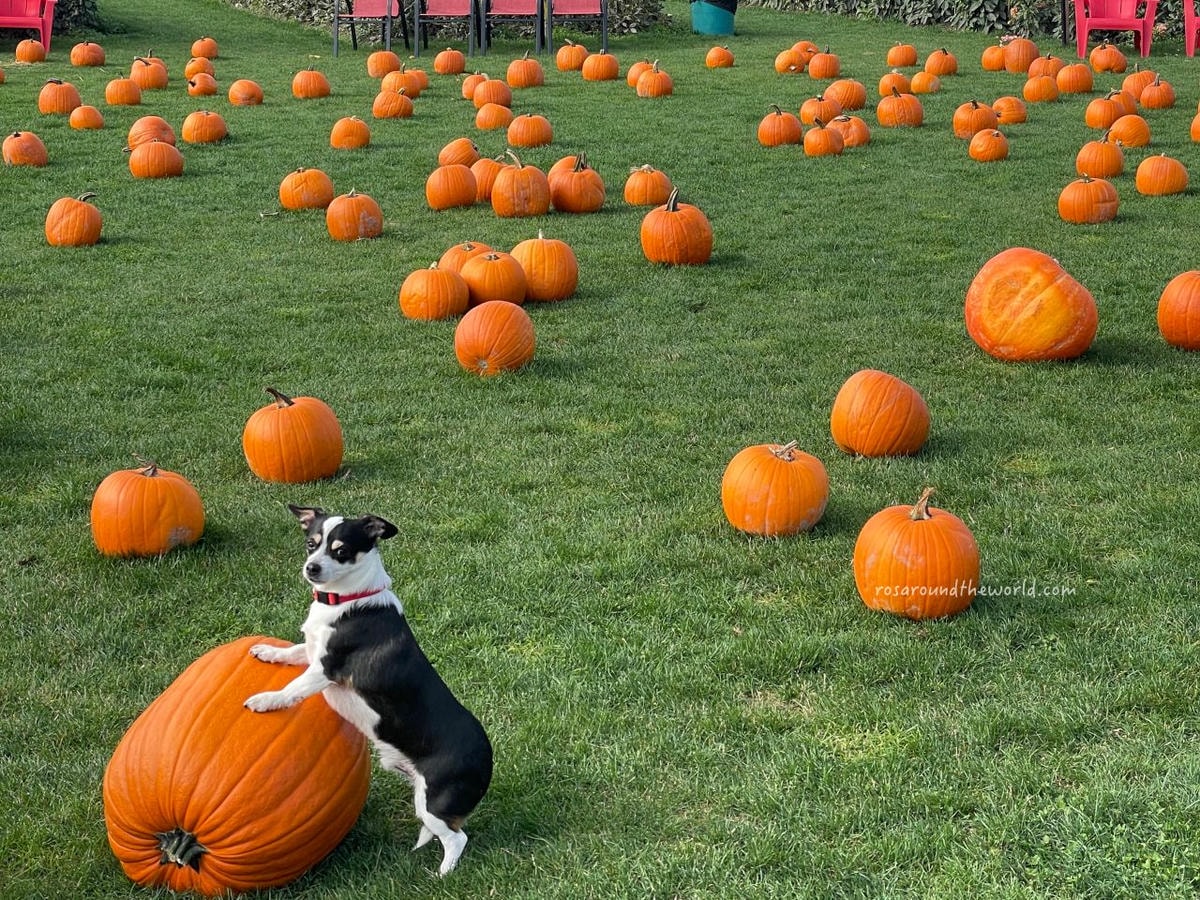 【溫哥華景點】南瓜園Pumpkin Patch半日遊,秋天親子好去處 - 第5張圖